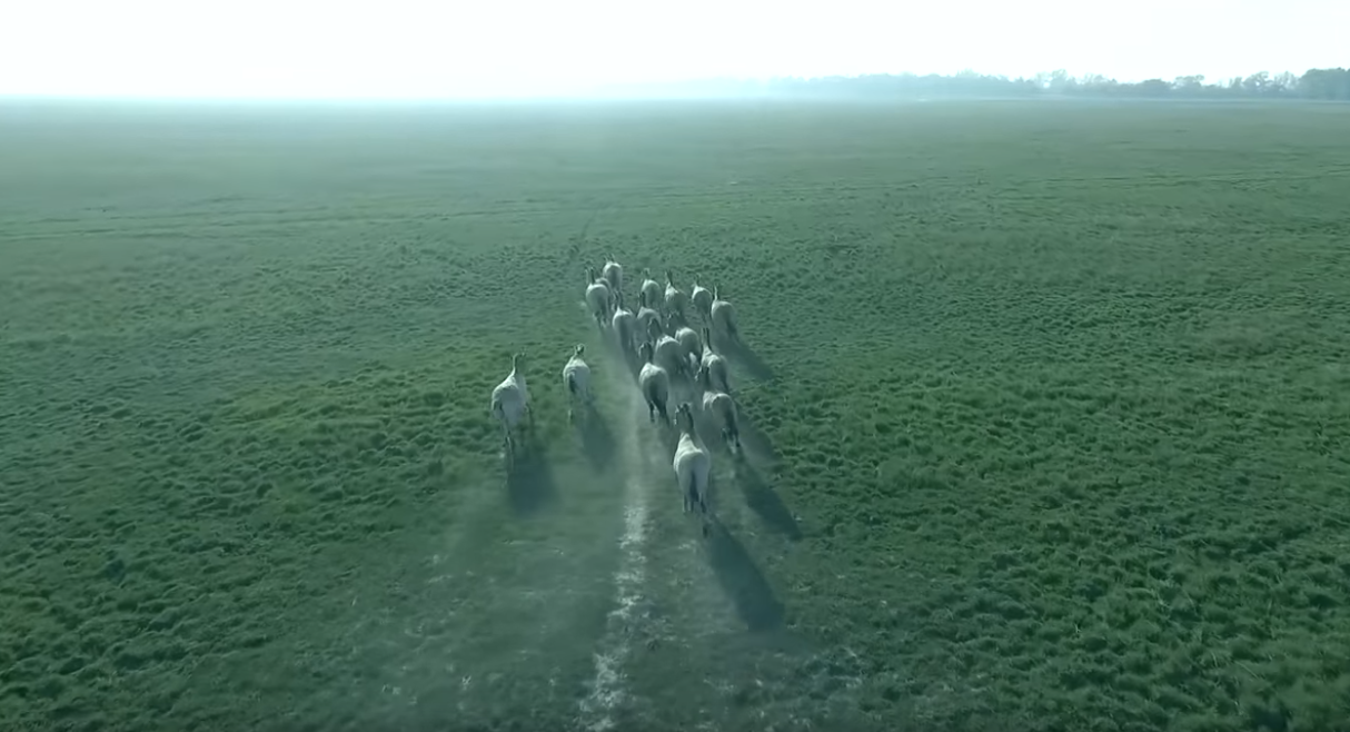 Drón pásztázta végig a Hortobágy háborítatlan vadvilágát