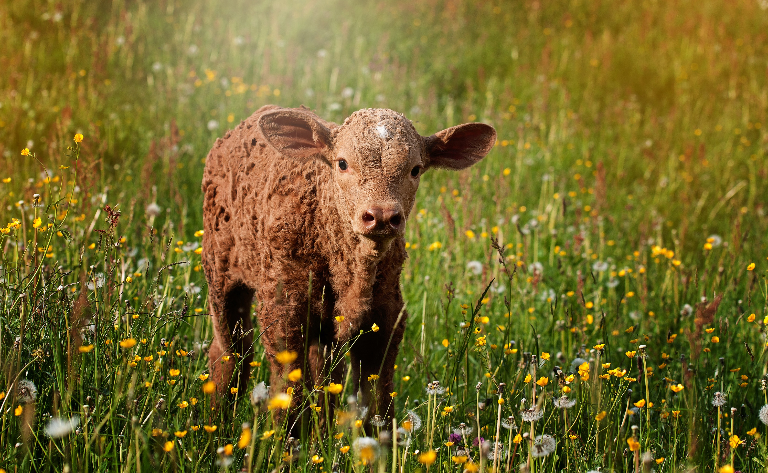 Jövő tavasszal születhetnek meg a világ első klímabarát szarvasmarhái