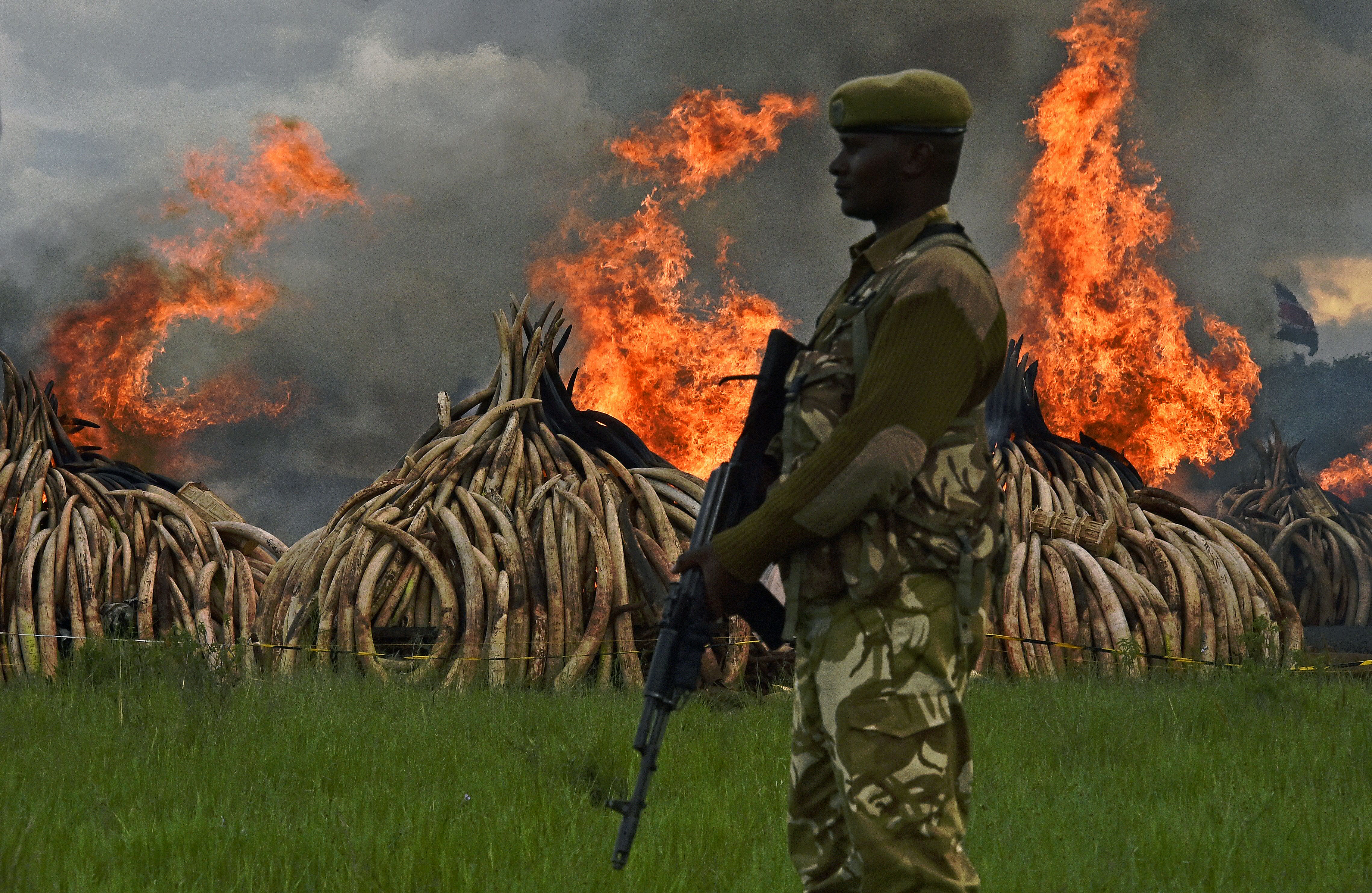 Donald Trump újra engedélyezi az elefántcsontimportot