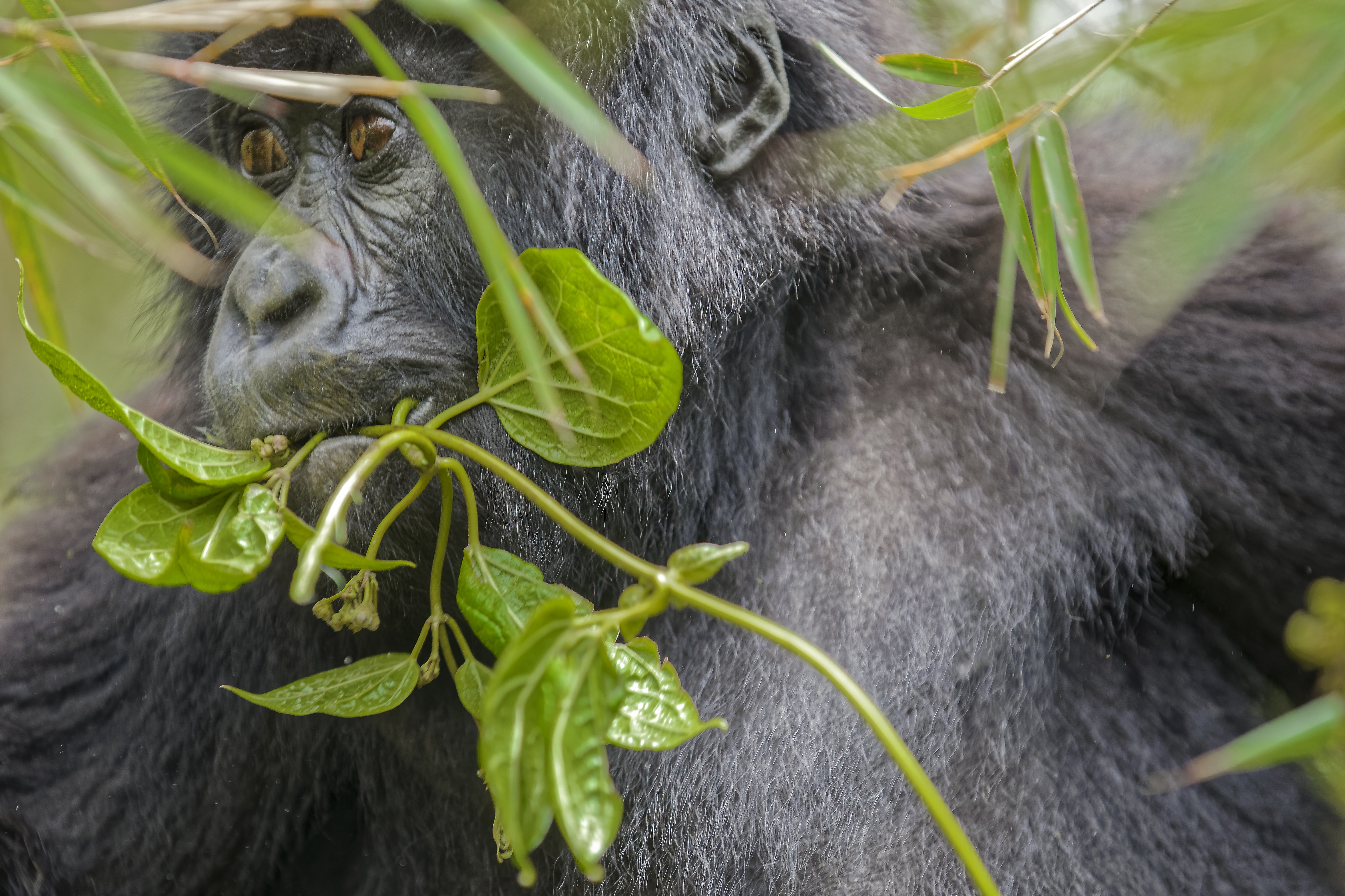 Gorillák és orangutánok a kihalás szélén