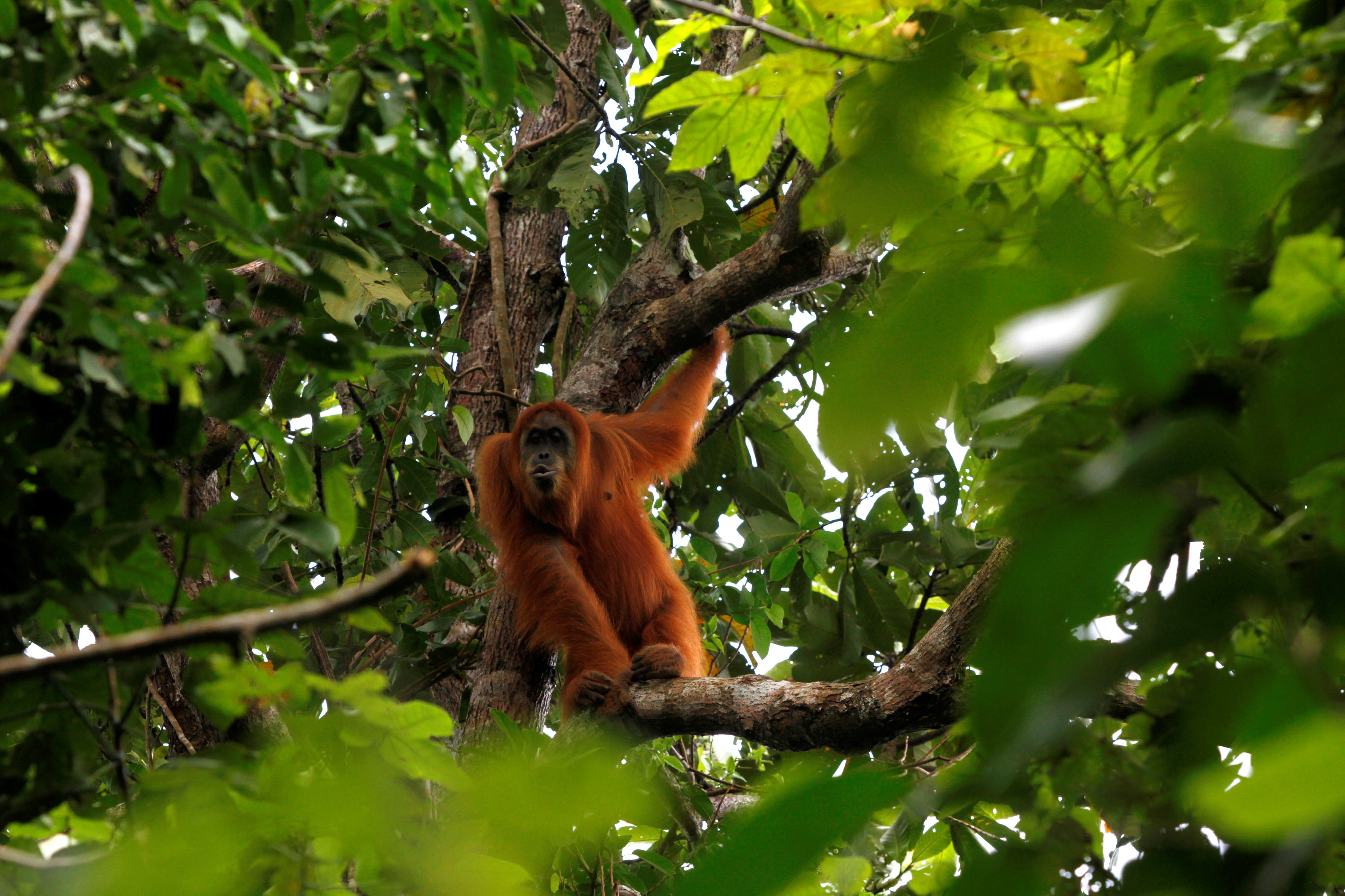 Szumátrai orángután Indonéziában