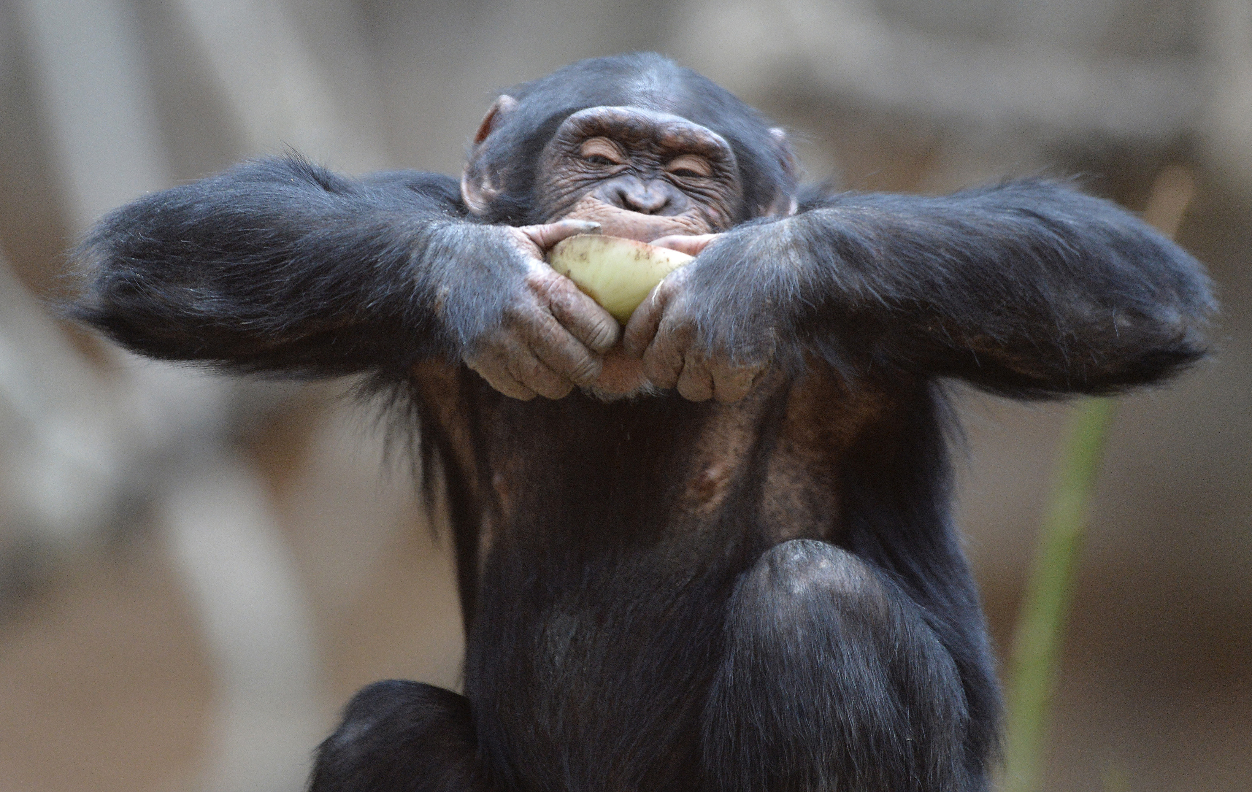 A csimpánzok a széklettől ugyan nem undorodnak, de nem is azért esznek belőle, mert aberráltak
