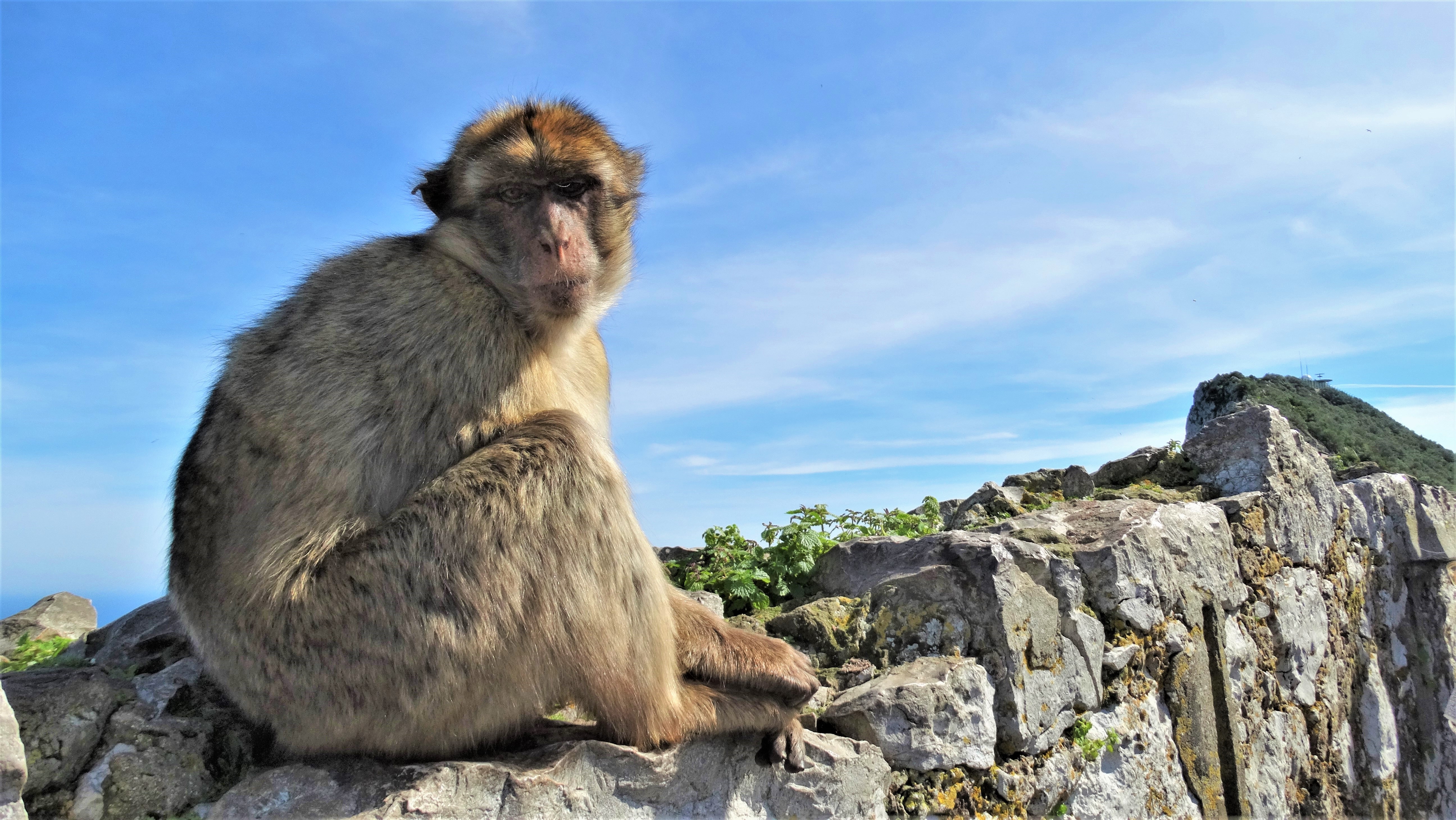 Majmok tartanak rettegésben egy kelet-indiai várost