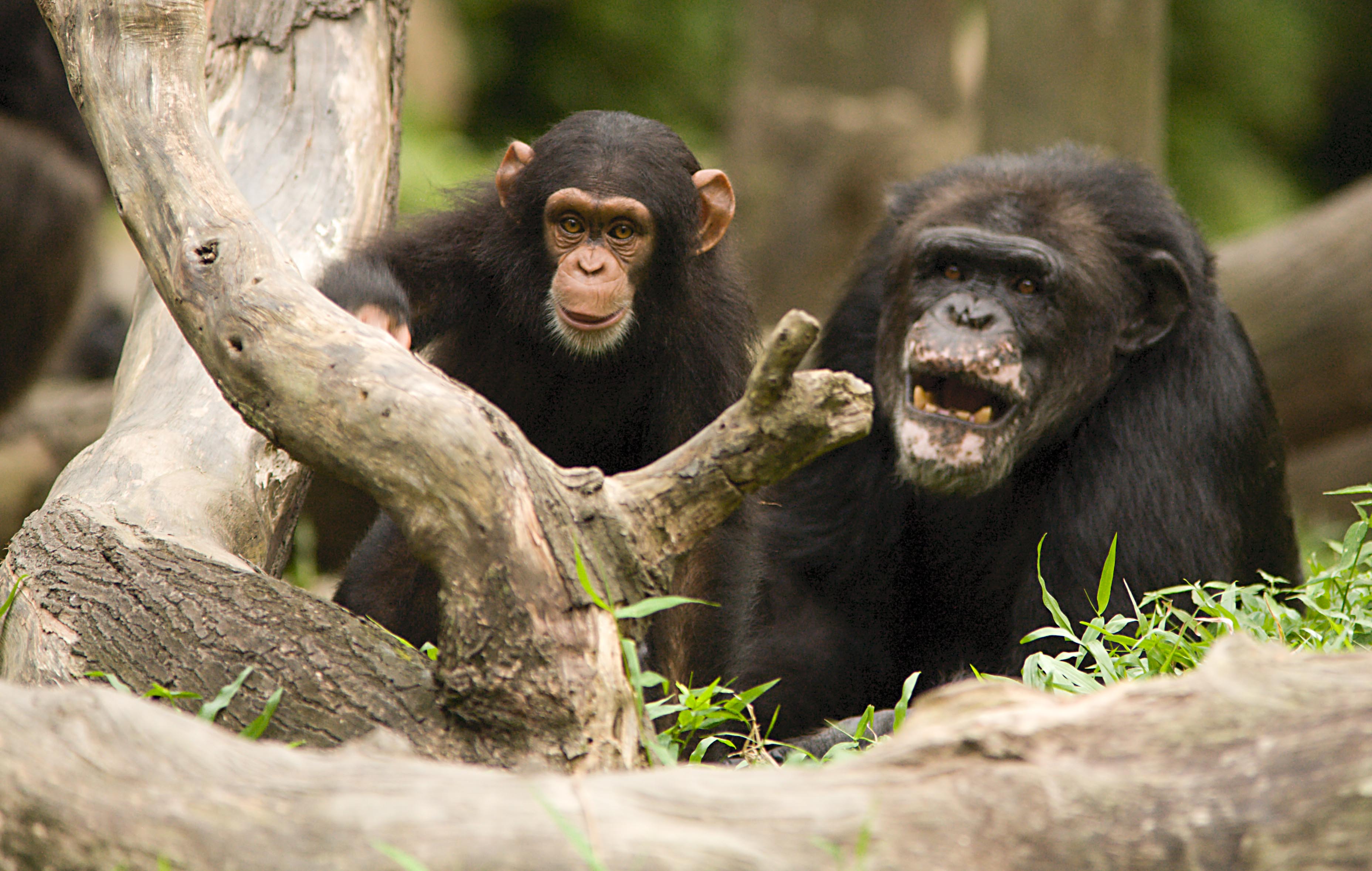 Önzetlenül segítenek egymáson a csimpánzok