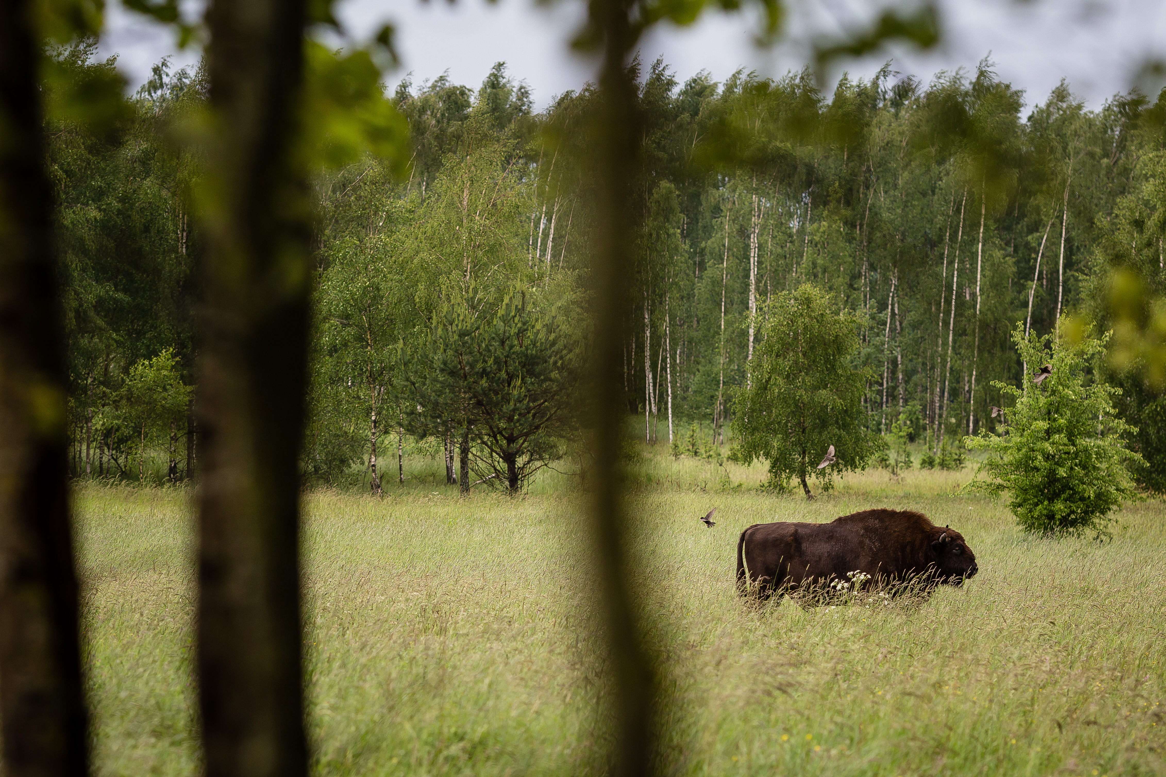 Minden nap 100 ezer eurós bírságot fizethet Lengyelország, ha nem hagyják abba bialowiezai erdő kivágását