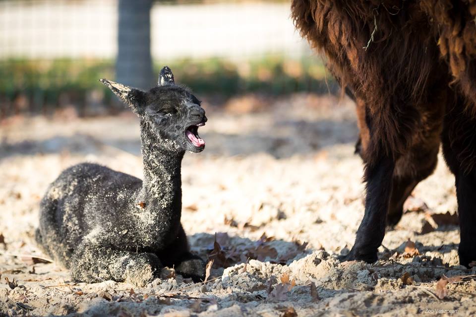 Alpakacsikó született a veszprémi állatkertben