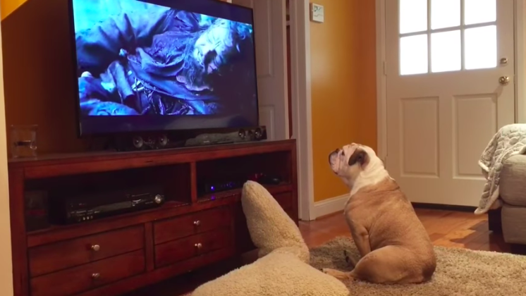 A bulldog mindent megtett, hogy megmentse Leonardo DiCapriót a medvétől a tévéképernyőn keresztül