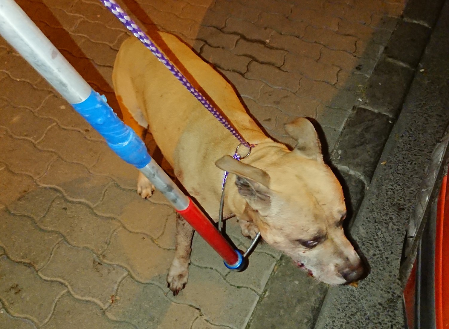 Újra póráz nélkül járja a budai utcákat a tacskógyilkos pitbull
