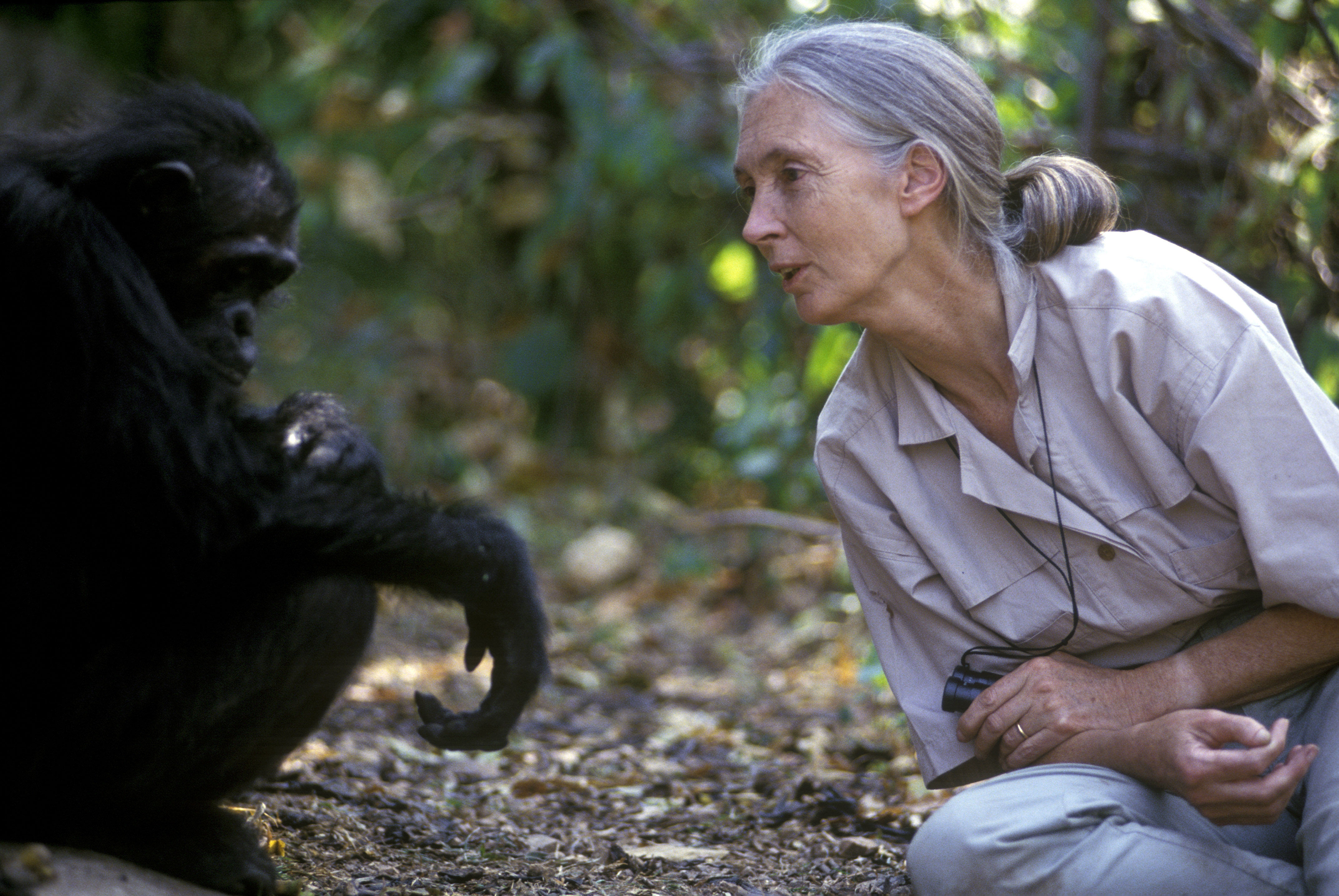 Egy neve feltüntetése nélkül lefotózott tanzániai csimpánz Jane Goodallal