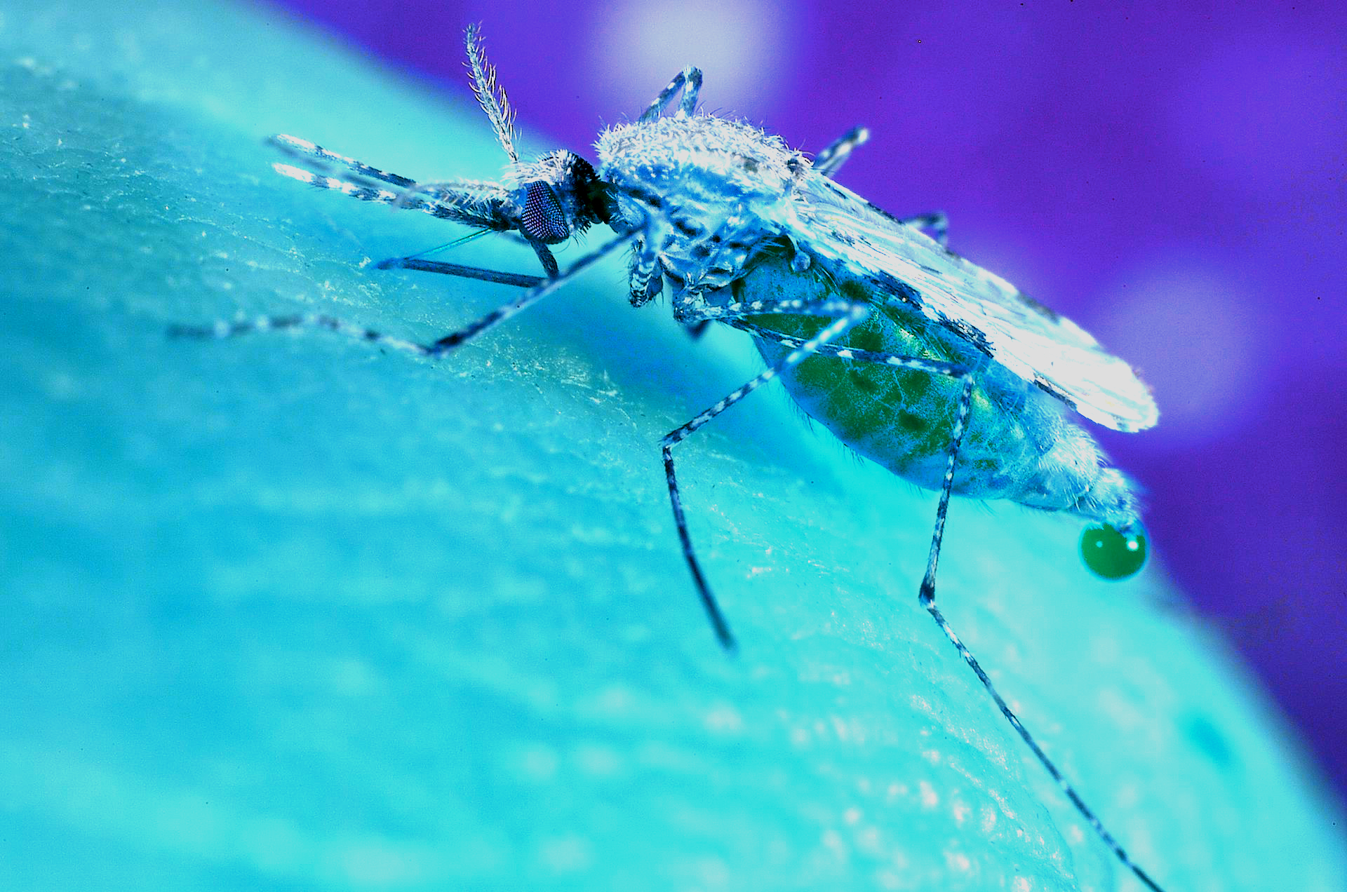 Szúnyogokra vadászó drónokkal veszik fel a harcot a malária ellen Afrikában