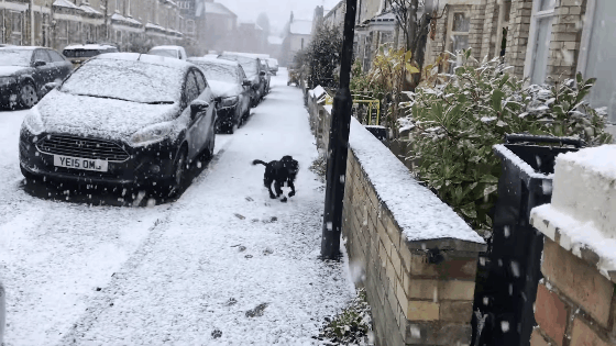 Trüffel kutya életében először lát havat