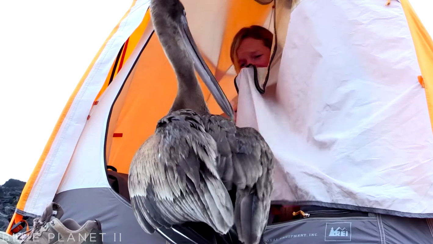 Bemászott a természetfilmesek sátrába egy barátságos pelikán, mintha ez a világ legtermészetesebb dolga lenne