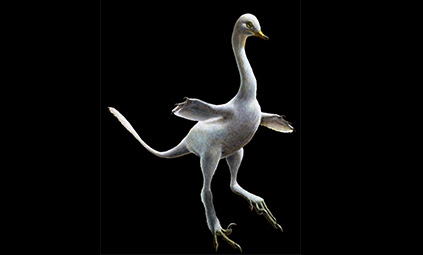 Felfedezték a mai kacsák és ludak ősét, a hattyúnyakú dinoszauruszt