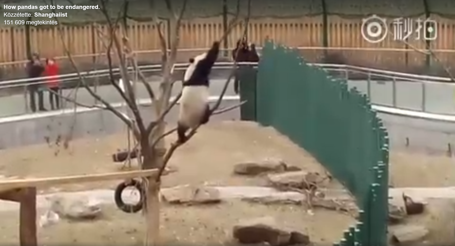 Vékony lesz az az ág, panda. Hallod panda? Vigyázz! Panda! PANDA!