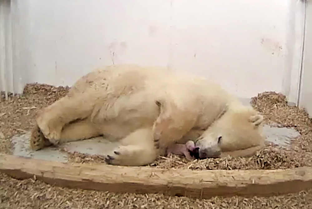 Jegesmedvebocs született a berlini állatkertben
