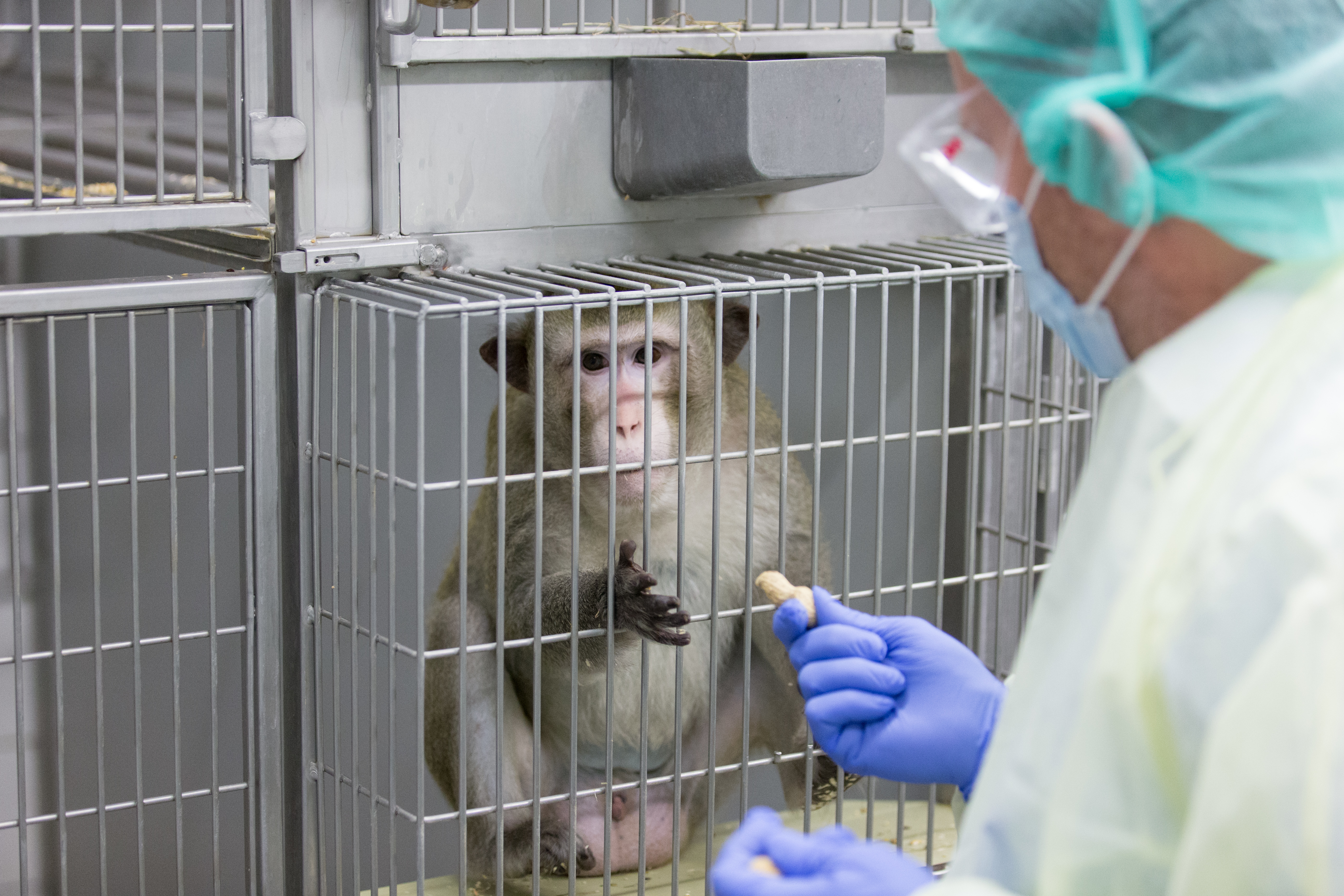 Amerikai tudósoknak sikerült gondolatokat ültetniük majmok fejébe