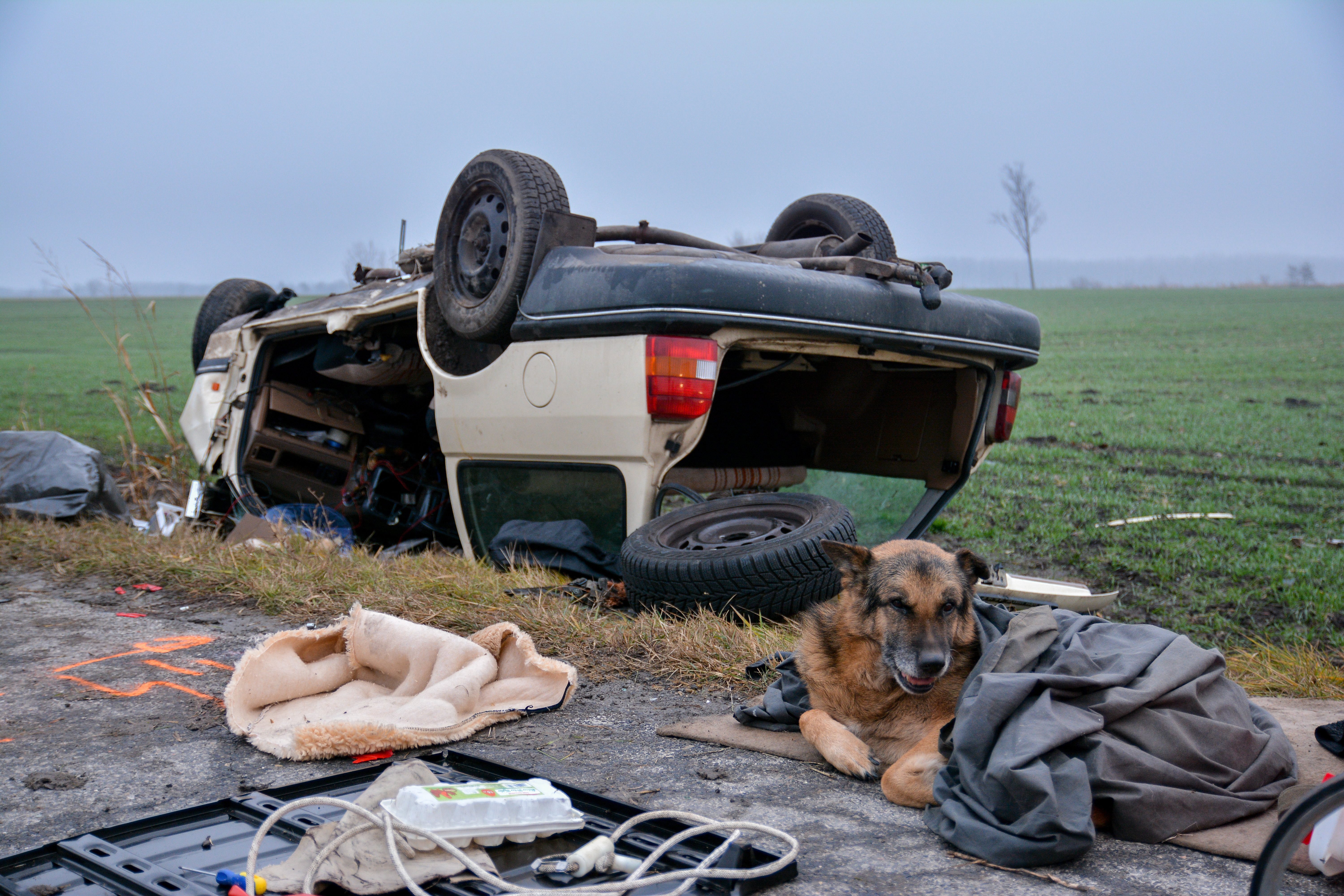 Elpusztult a németjuhász, ami órákat ült gazdája autóroncsa mellett