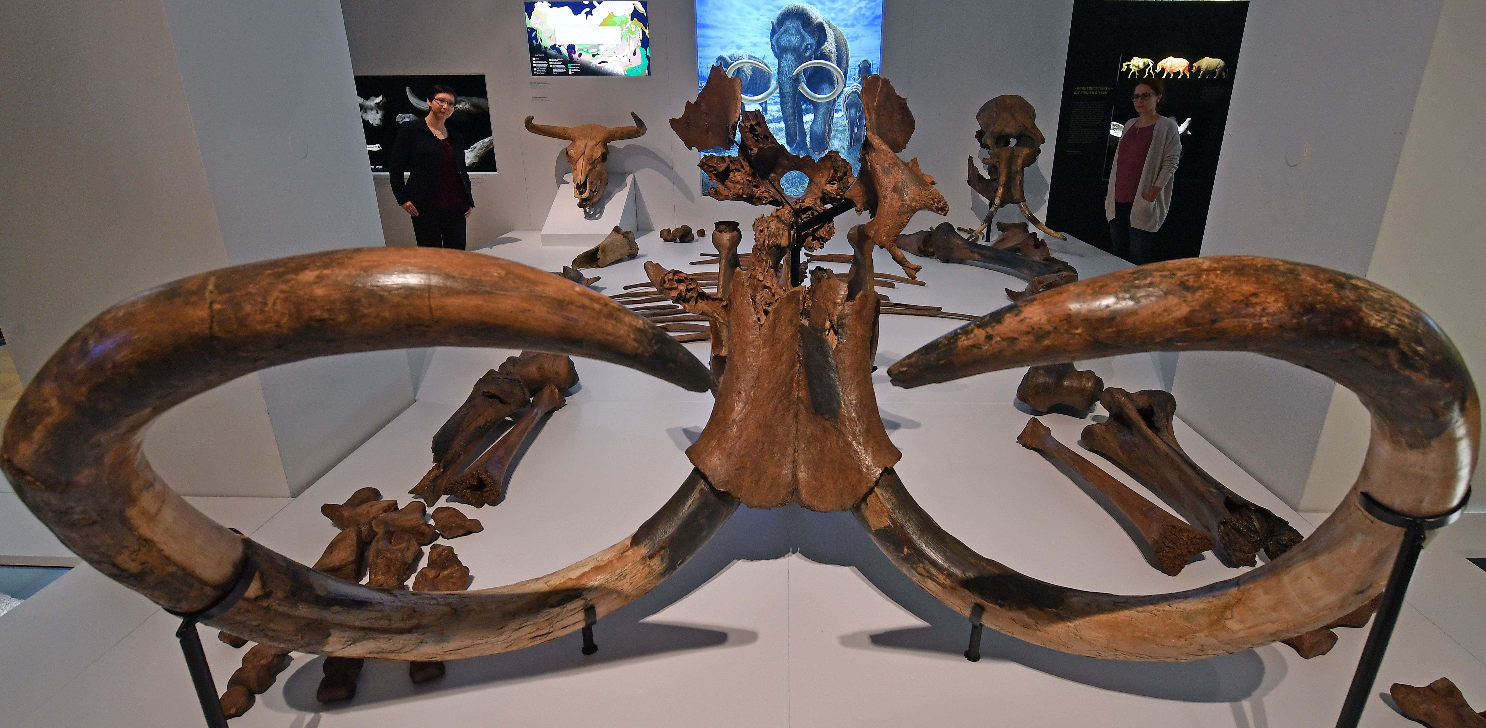172,2 millió forintnyi euróért kelt el egy gyapjas mamut csontváza Lyonban