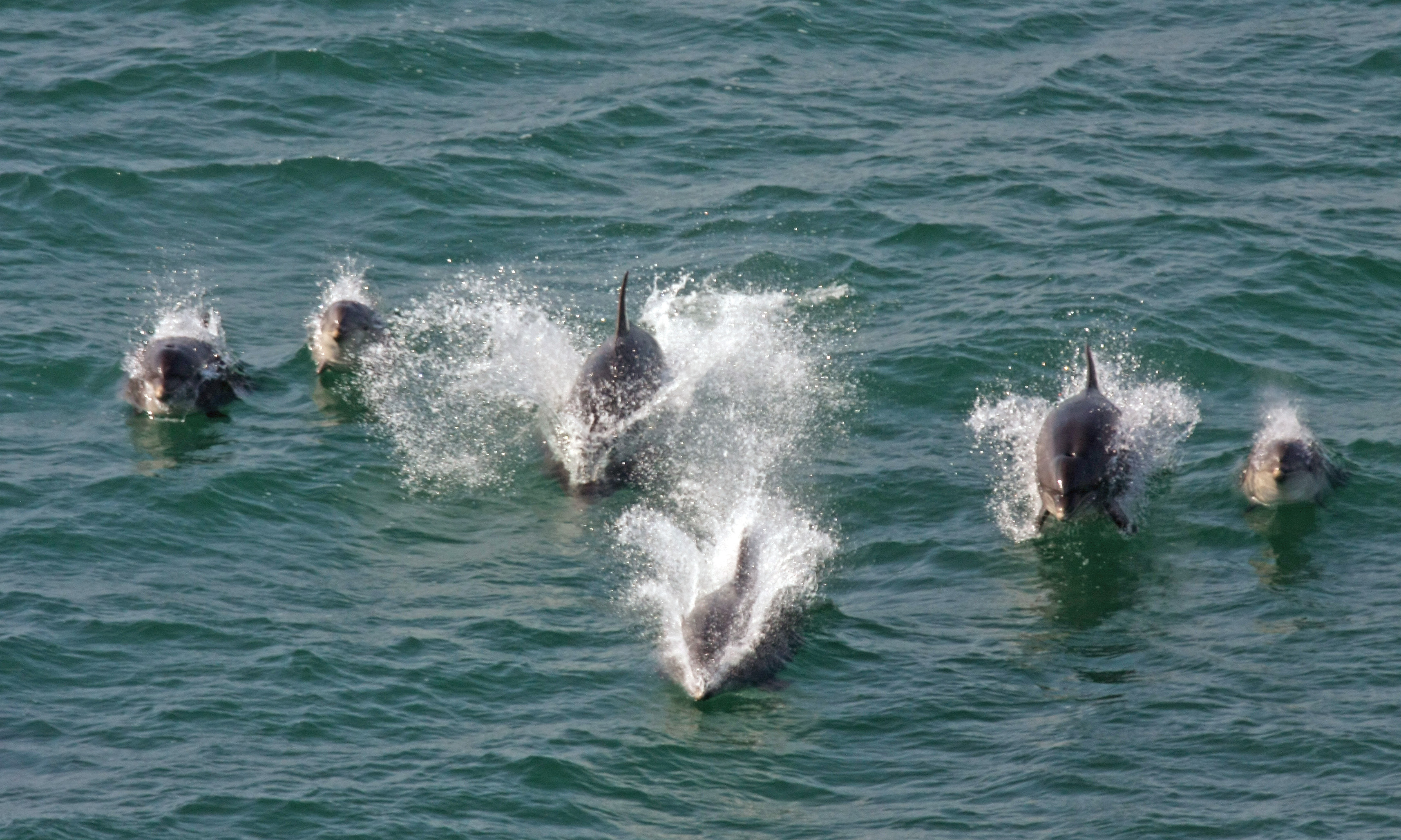 Olyan hangosan kúrnak a mexikói halak, hogy abba még a delfinek is belesüketülnek