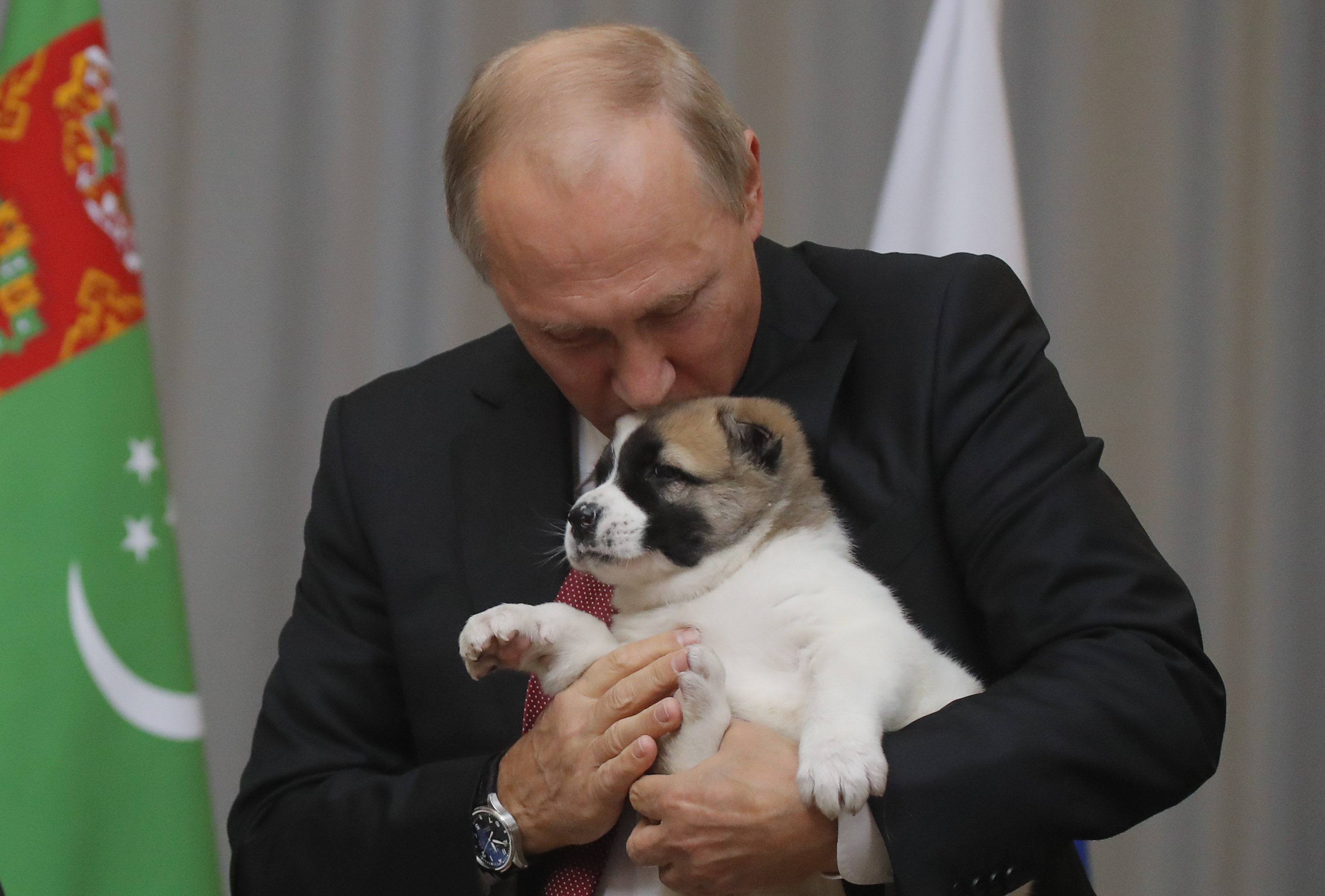 Russian President Vladimir Putin kisses a Turkmen shepherd dog, locally known as Alabai, received by Turkmenistan's President Gurbanguly Berdimuhamedov during a meeting in Sochi, on October 11, 2017.  / AFP PHOTO / POOL / MAXIM SHEMETOV