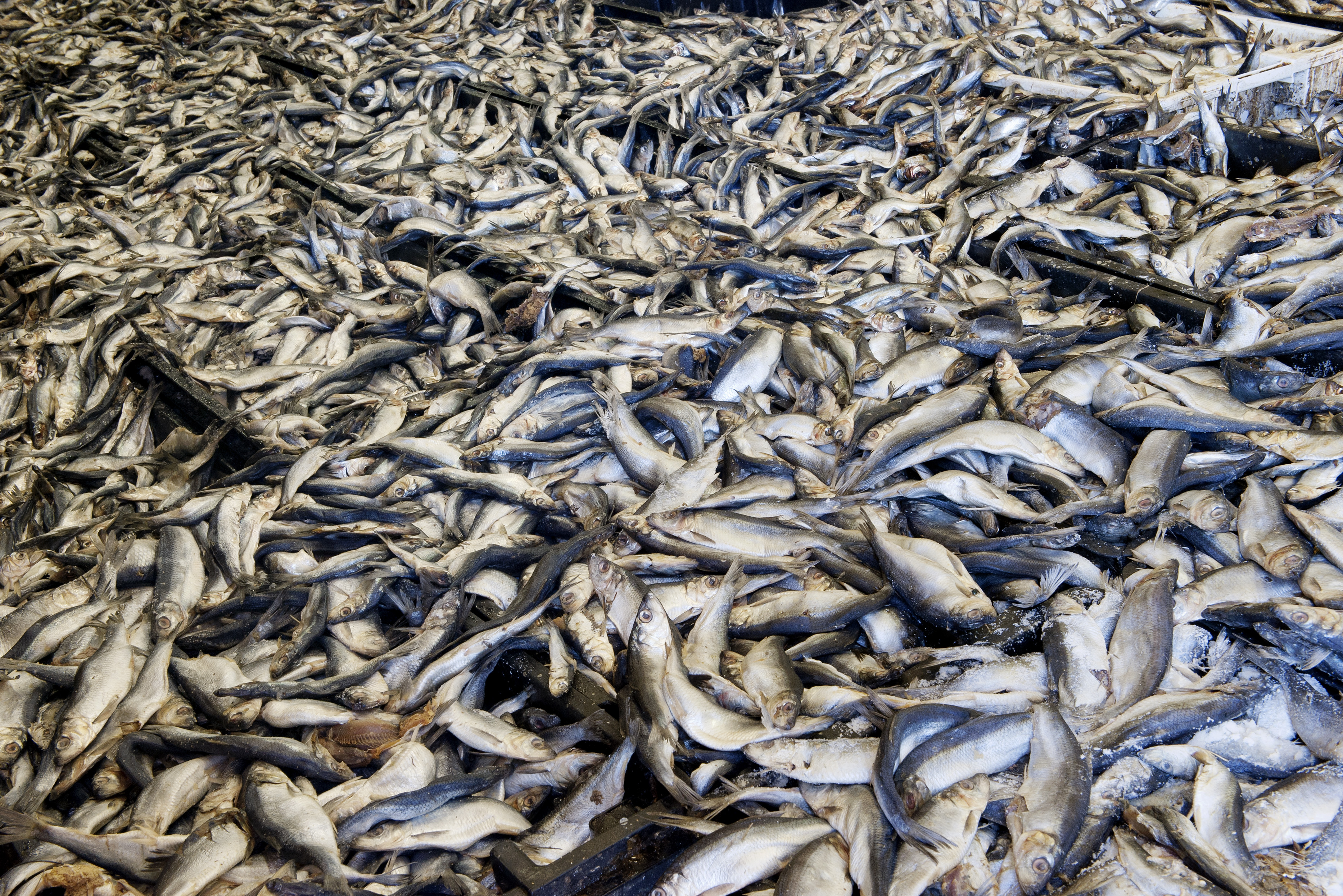 Volt hal, nincs hal – a túlhalászás a magyar szokásokat aligha befolyásolja, viszont éhínséghez vezet