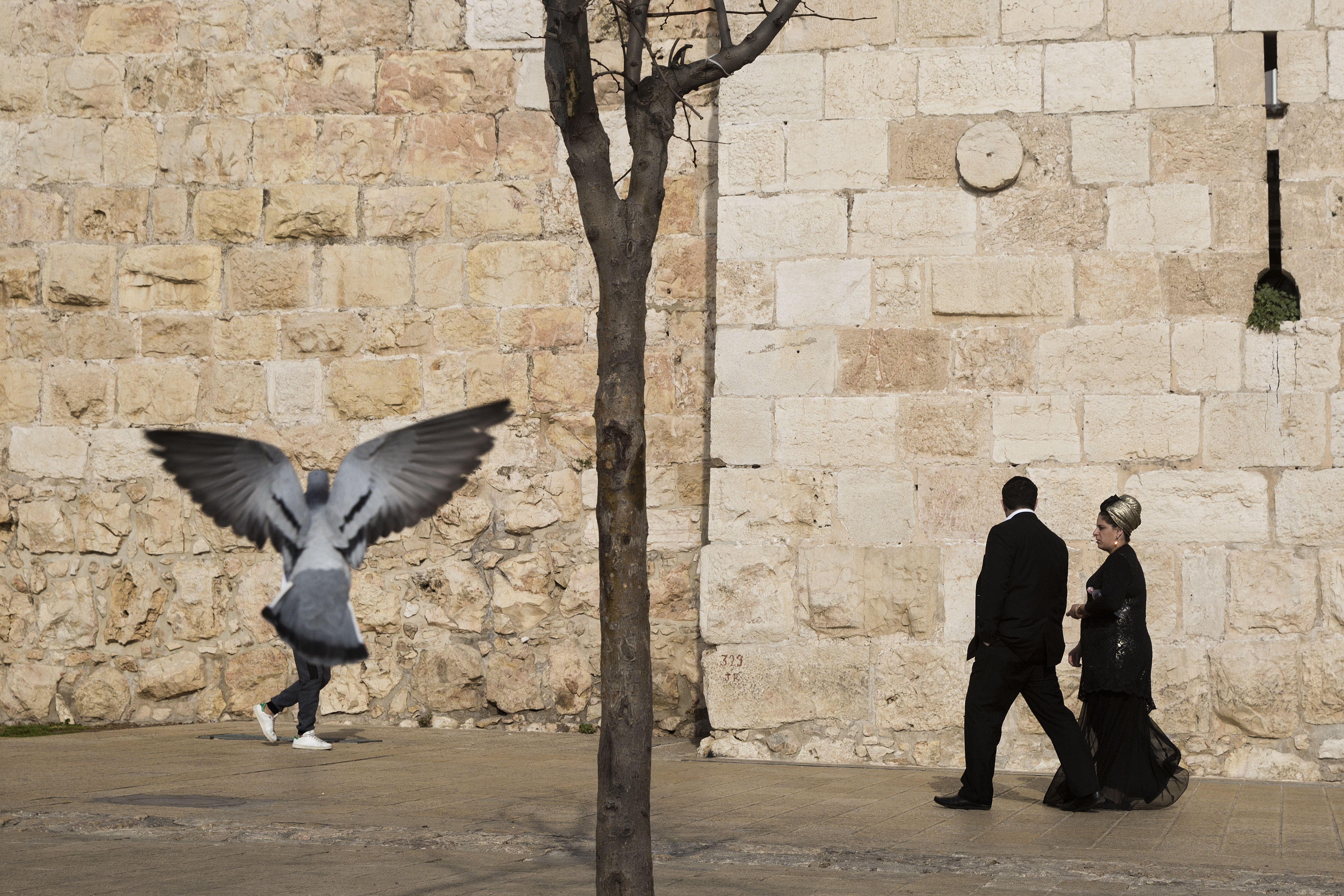 Nagyon ritka embergalamb hibridet fotóztak Jeruzsálemben? (Spoiler: nem)