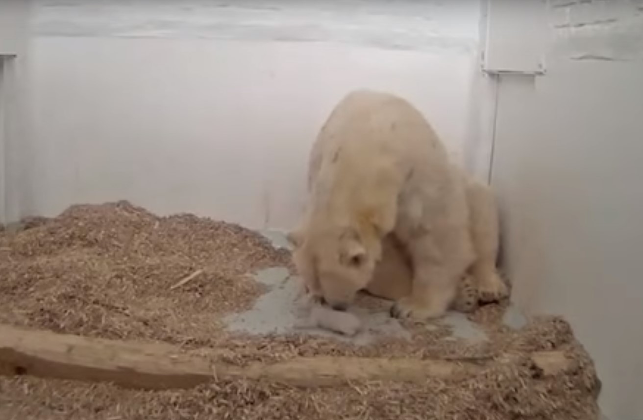 26 napot élt a berlini állatkert jegesmedvéje