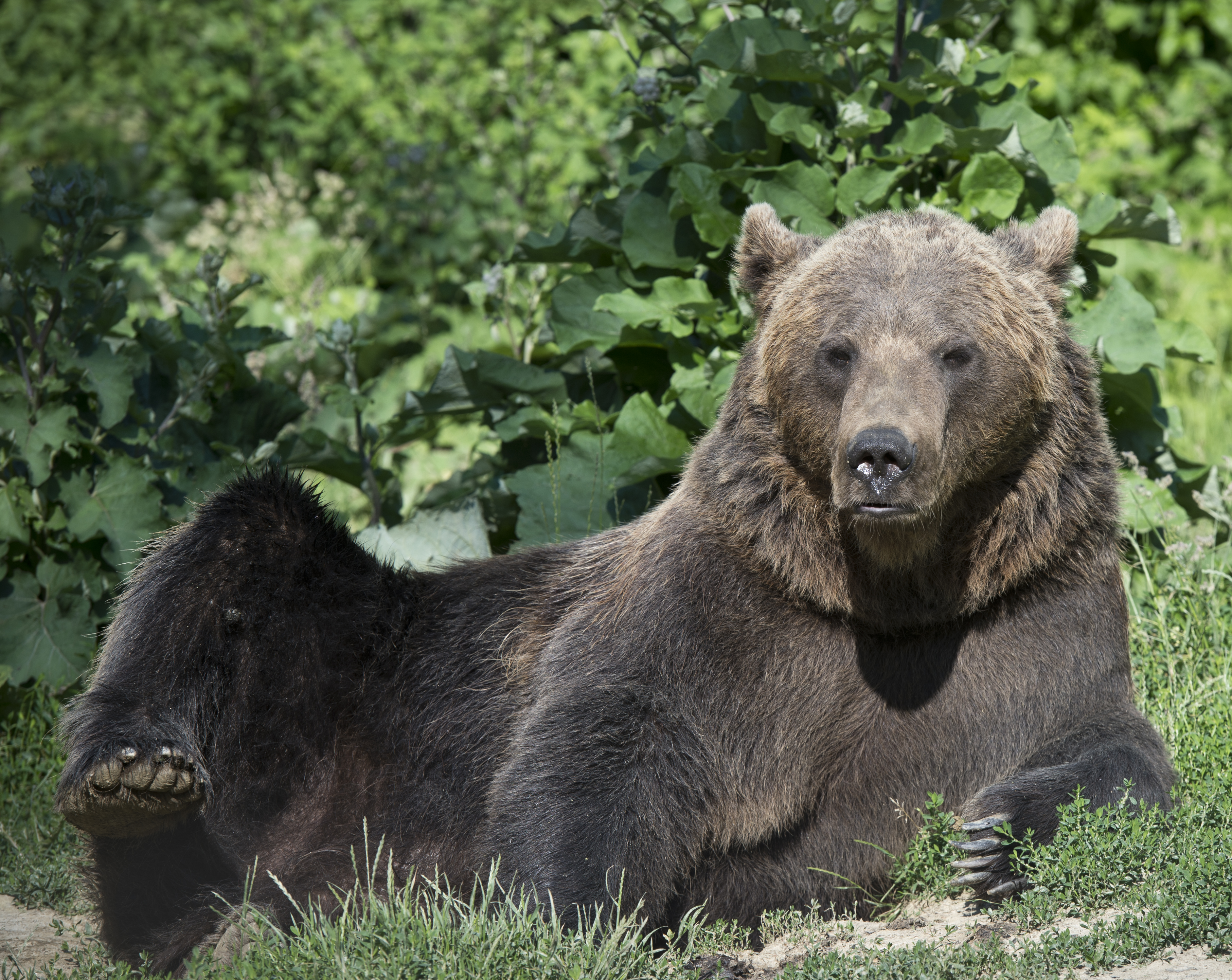 Újra észlelték a cukorrabló medvét egy keresztényhavasi vendégháznál