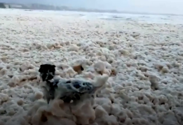 A BBC videója a tengeri habban játszó kutyáról