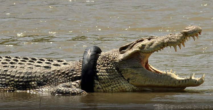 Megpróbálják megmenteni a motorgumiba szorult krokodilt, de ez nem is annyira könnyű
