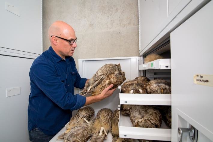 Elpusztult baglyok a University of California állatorvosi tanszékén