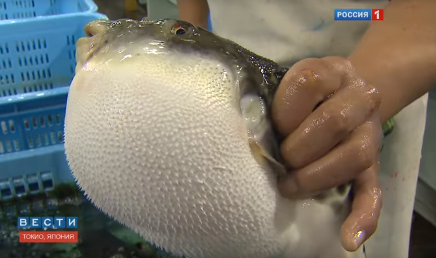 Riasztották egy japán város lakóit, mert halálos mérgű hal került forgalomba
