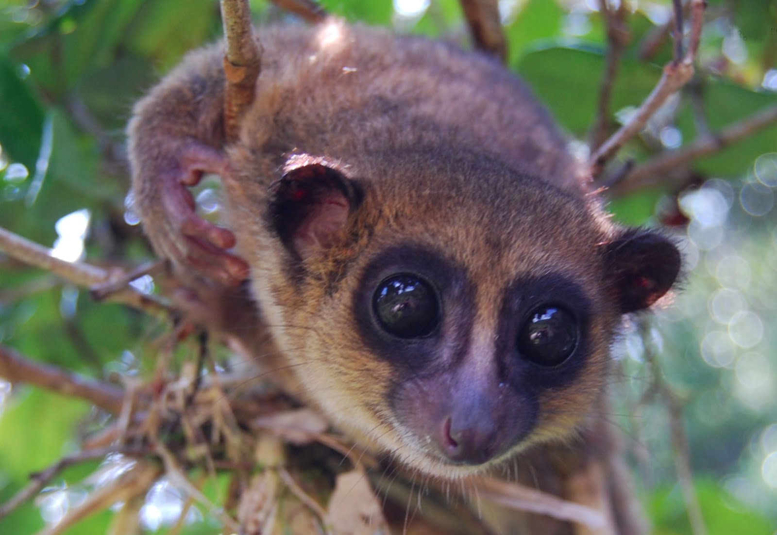 2006 óta megtizenkétszereződött a madagaszkári törpemaki-fajok száma – itt a legújabb!