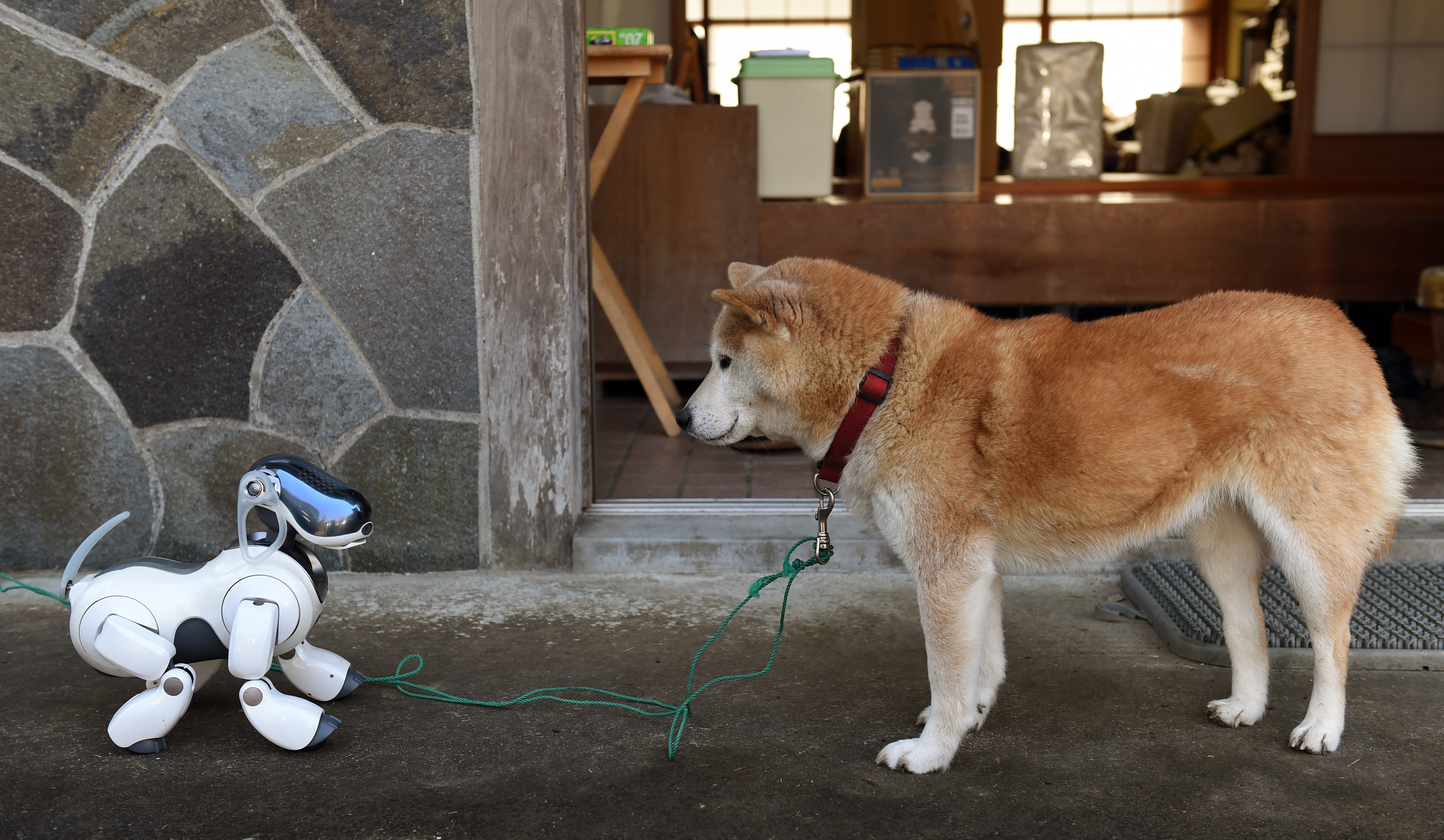 Magyar kutatók: Kutyákról érdemes mintázni a robotokat