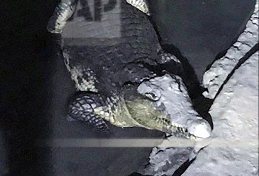 Fegyverek helyett egy óriási krokodilt találtak szentpétervári férfi pincéjében az orosz rendőrök