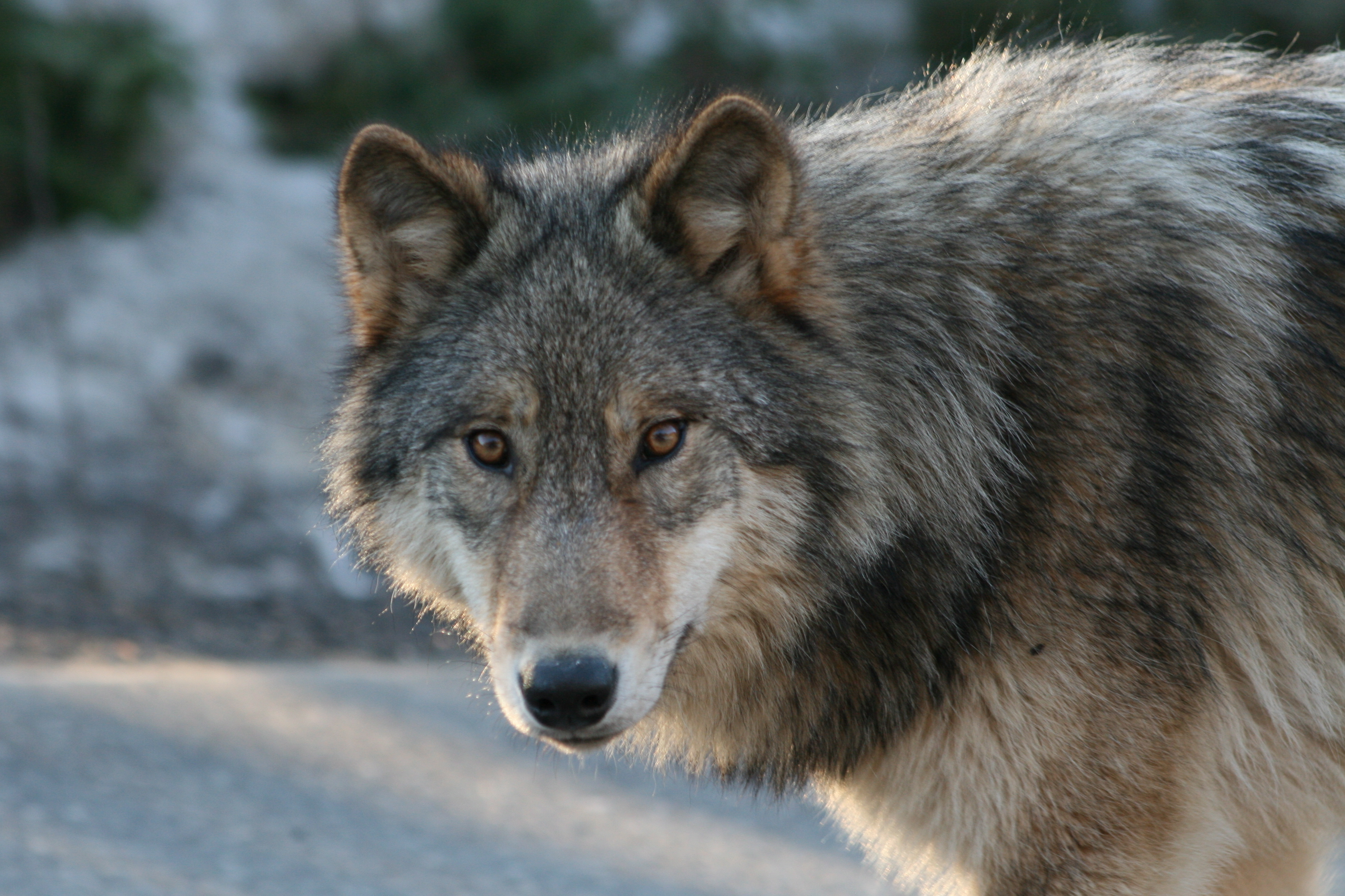 Idén 30 farkast lőttek ki Norvégiában