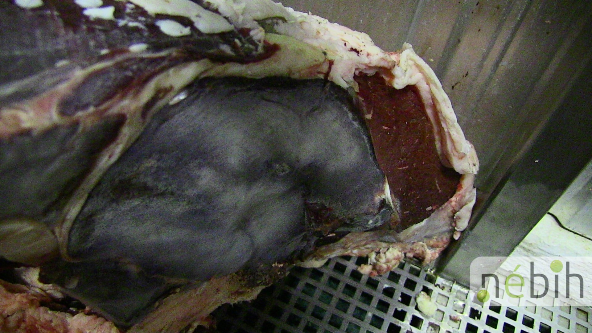 Egy tonna penészes marhahúst találtak Baranya megyében