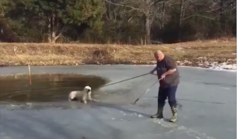 Okos kutya: beszakadt alatta a jég, ráharapott a kötélre, úgy húzták ki