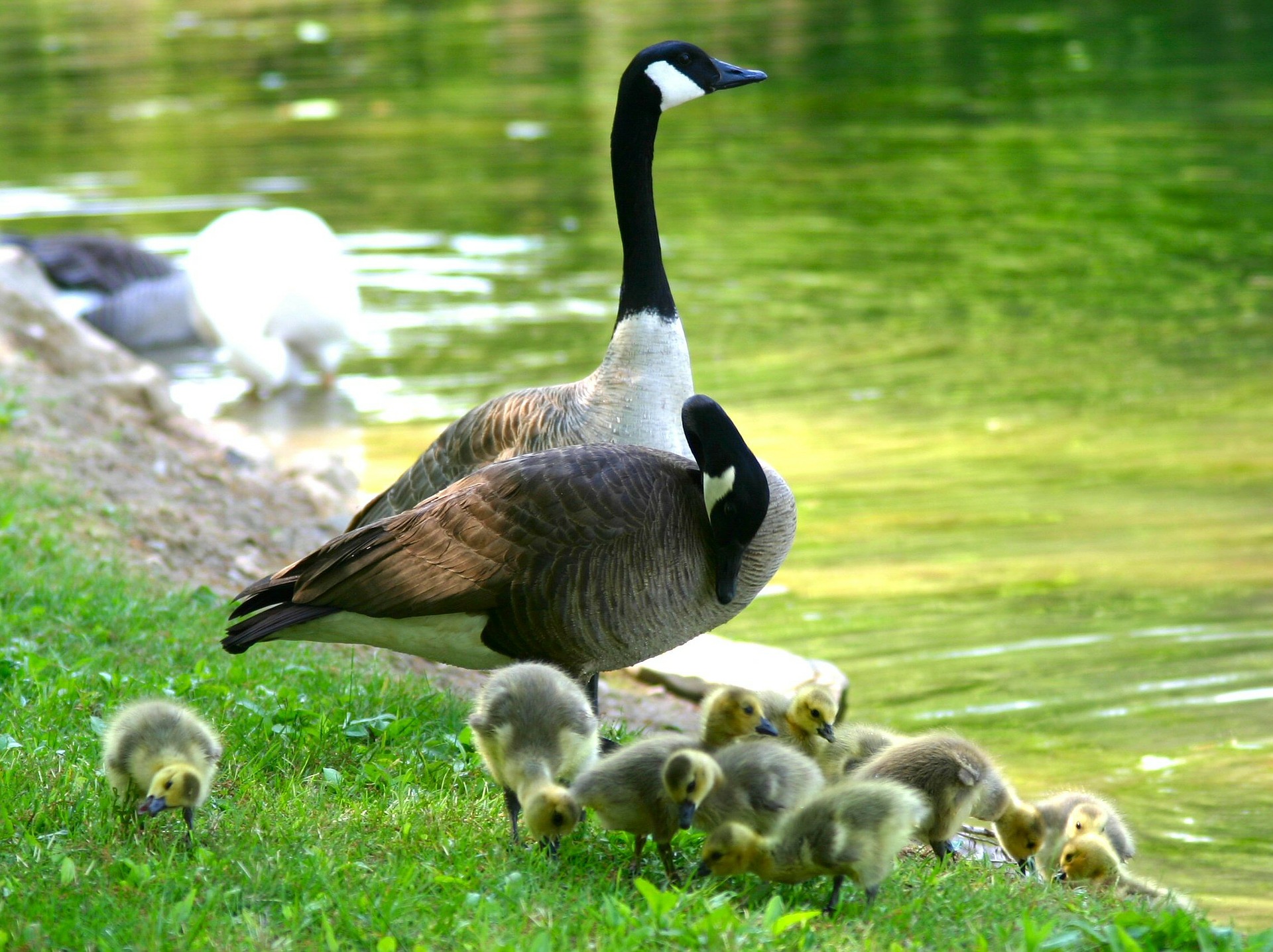 Kanadai lúd (Branta canadensis)