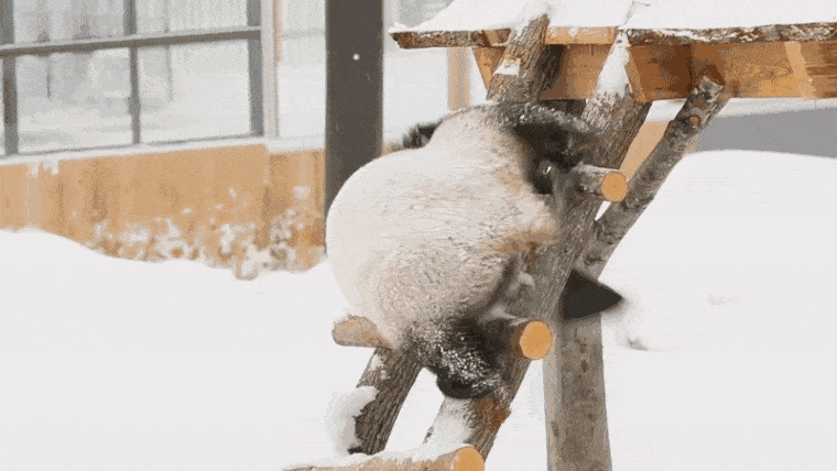 Végre vidáman játszadoznak az ahtäri állatkert pandái