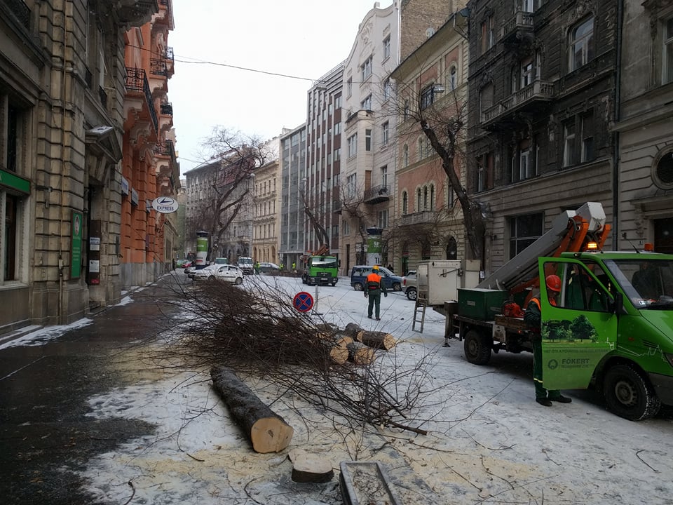 Kivágták a fákat a Semmelweis utcában 