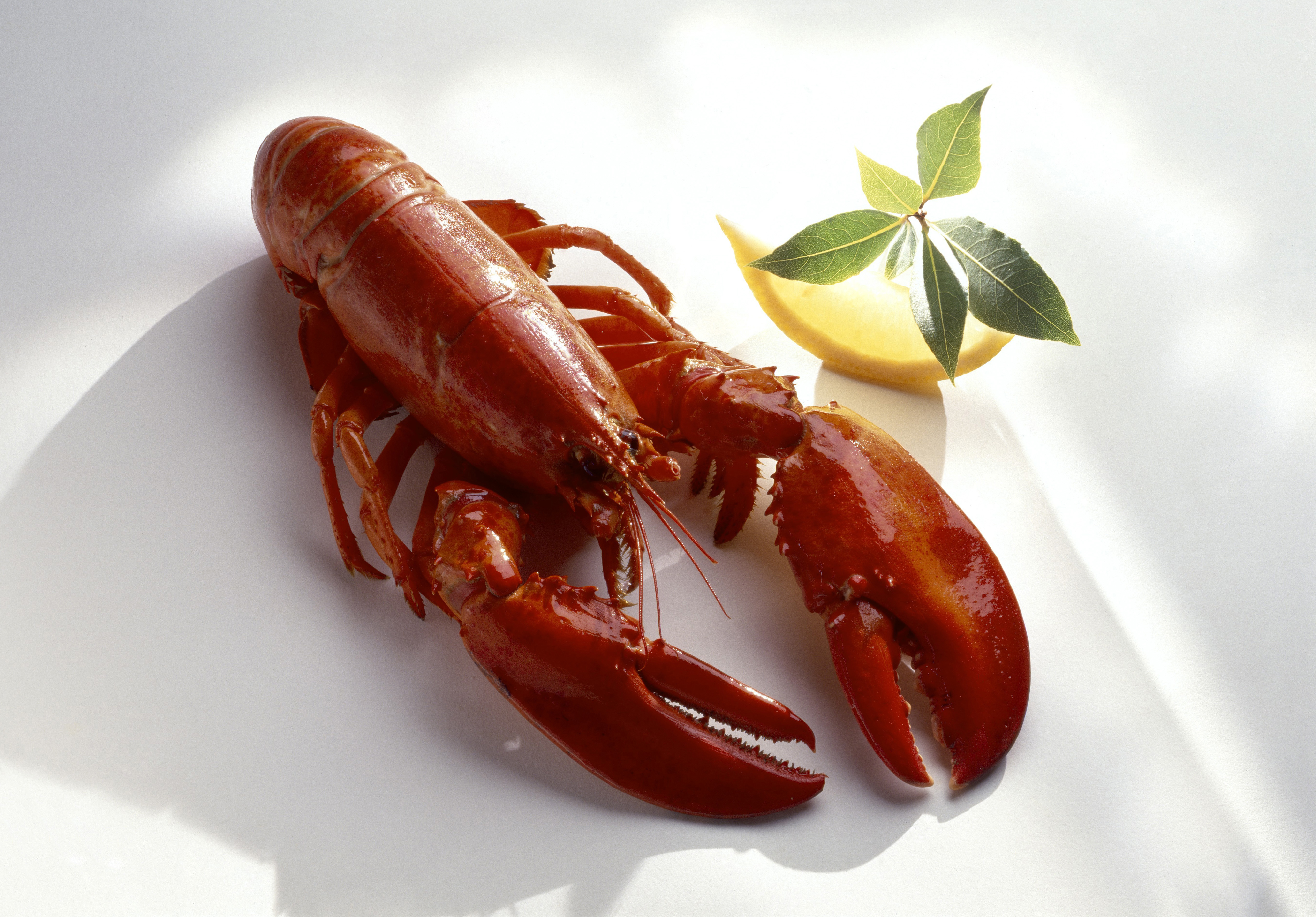 Fáj-e a homárnak, ha elevenen megfőzik?