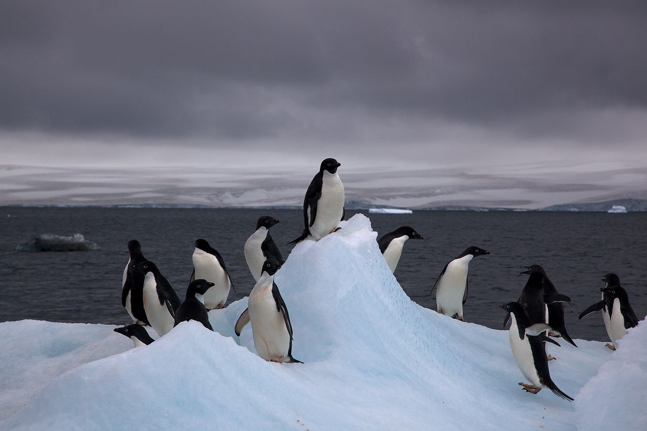 Az űrből fedezték fel a világ egyik legnagyobb pingvinkolóniáját