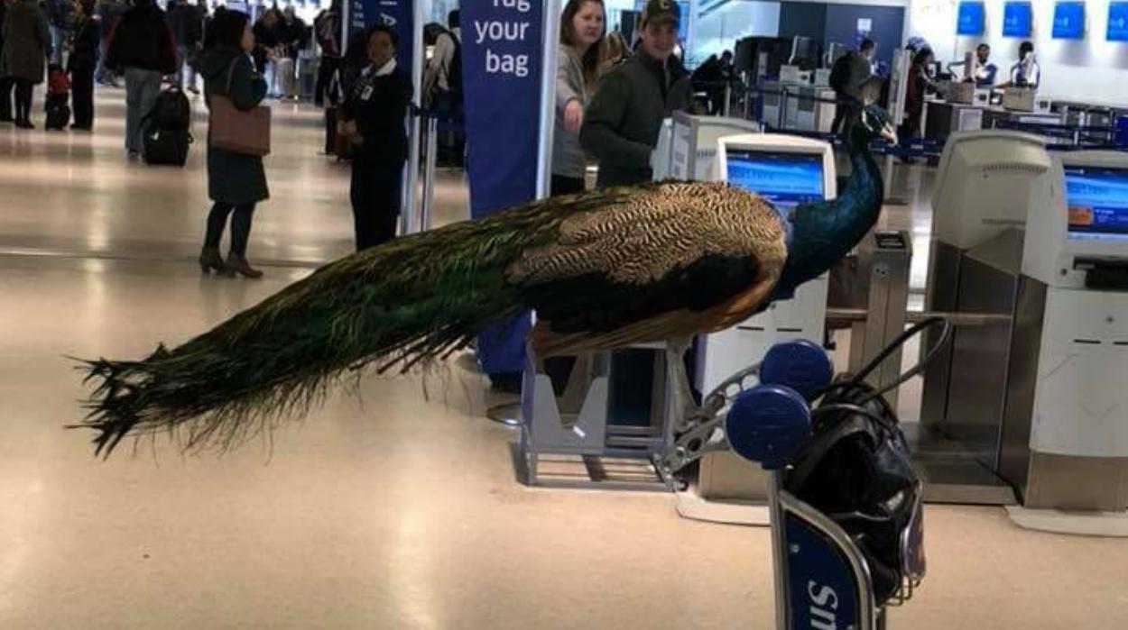 Fellépnek a nagy légitársaságok az érzelmileg támogató állatok utaztatása ellen