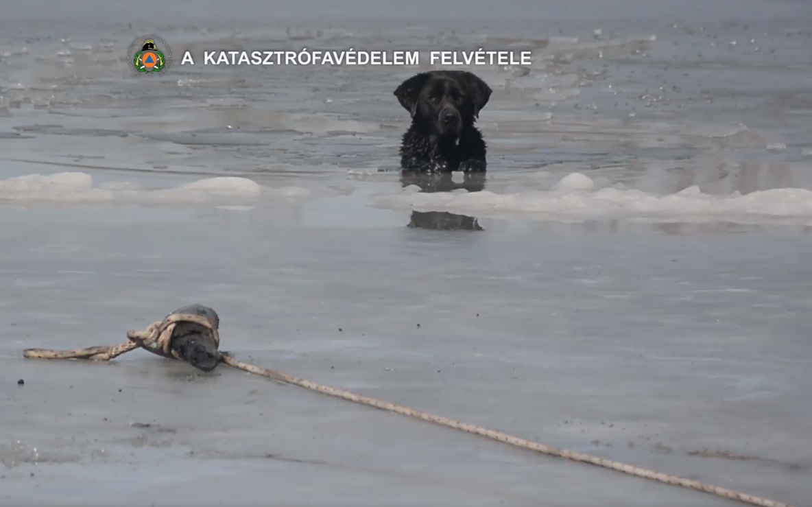 Tűzoltók mentettek ki egy didergő kutyát a befagyott Naplás-tóból
