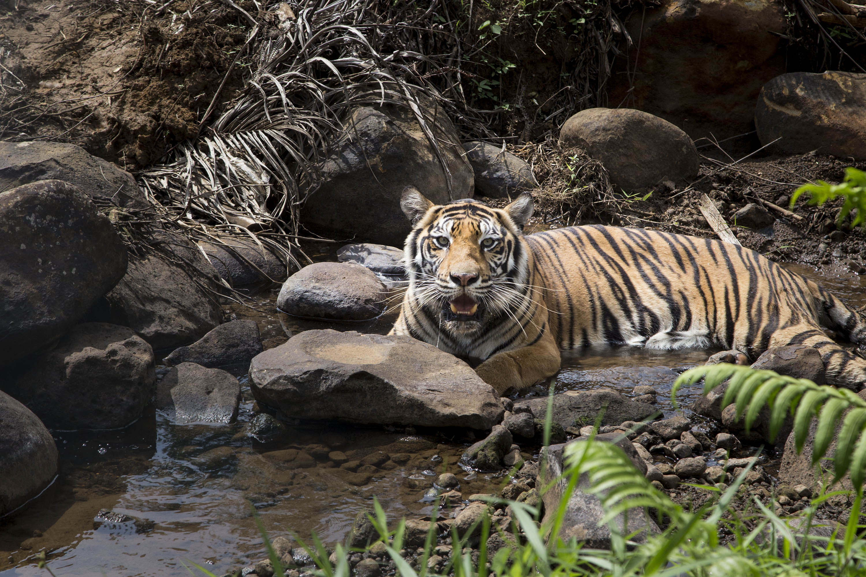 Tigris marcangolt halálra egy építőmunkást Indonéziában