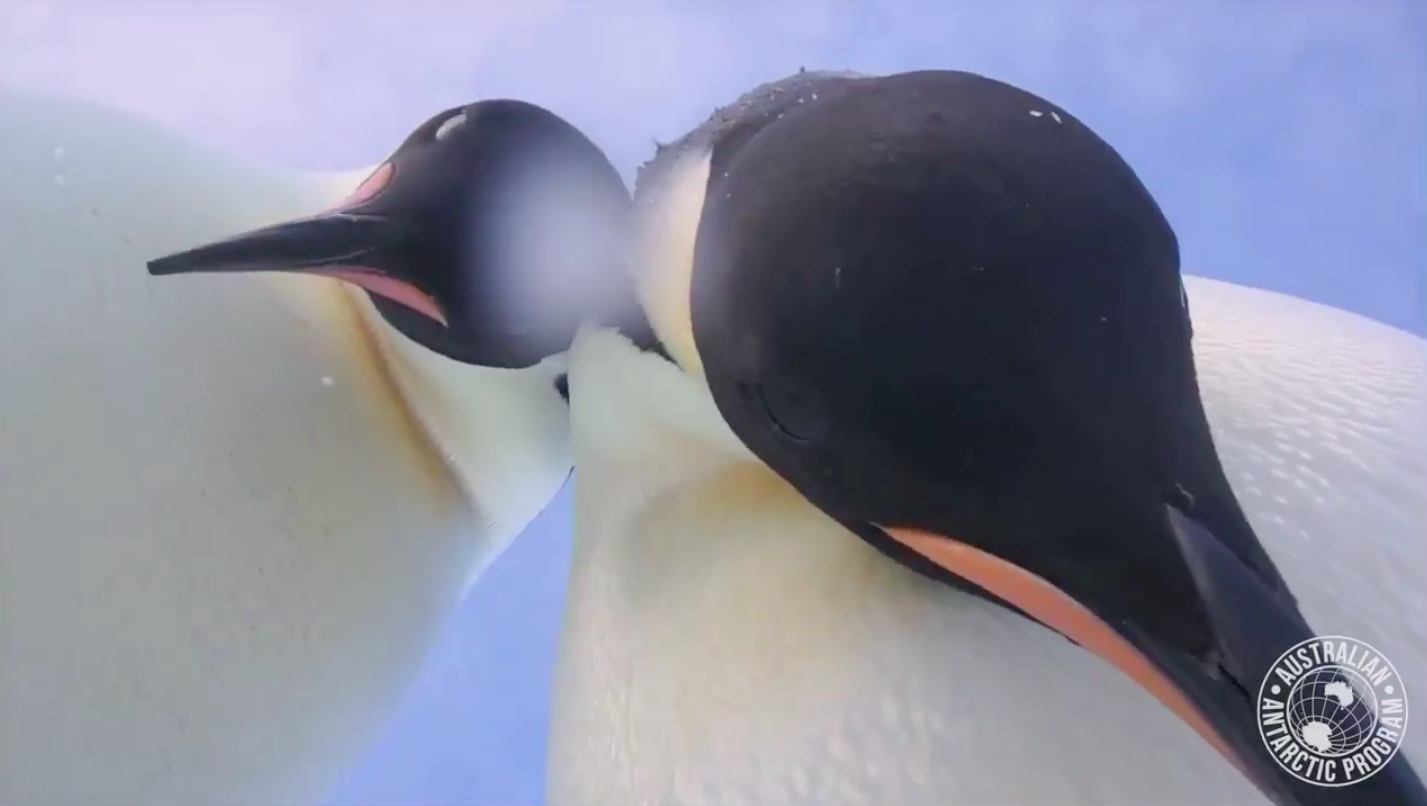Szelfiző császárpingvineket vett fel egy kamera a Déli-sarkon