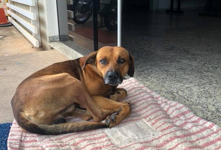 Ötödik hónapja vár halott gazdájára egy kutya egy Sao Pauló-i kórház bejáratában :'(