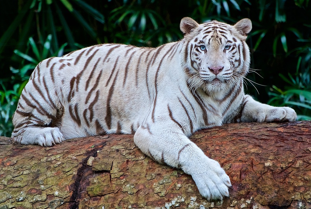 A bengáli tigris kifogott a klónkirályon