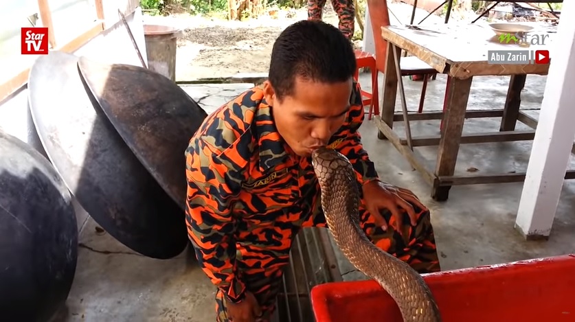Malajzia leghíresebb kígyócsókolóját halálra marta egy kígyó